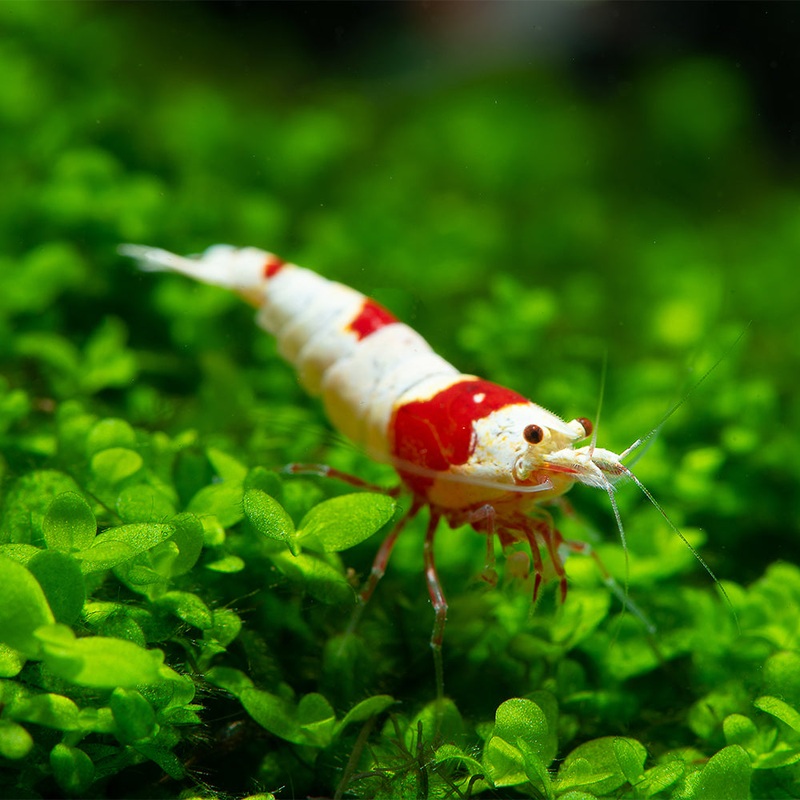 Crystal Red Shrimp Imported 1 Shrimp