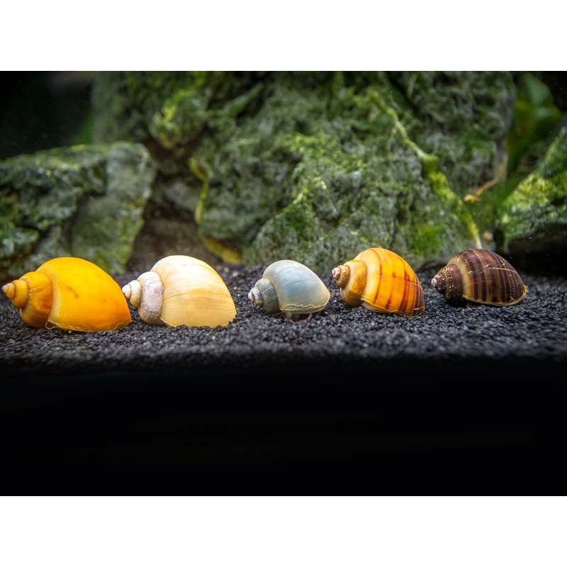 DELUXE Multi-Color Mystery Snail COMBO PACK (Pomacea bridgesii) – Tank-Bred! 1 of each