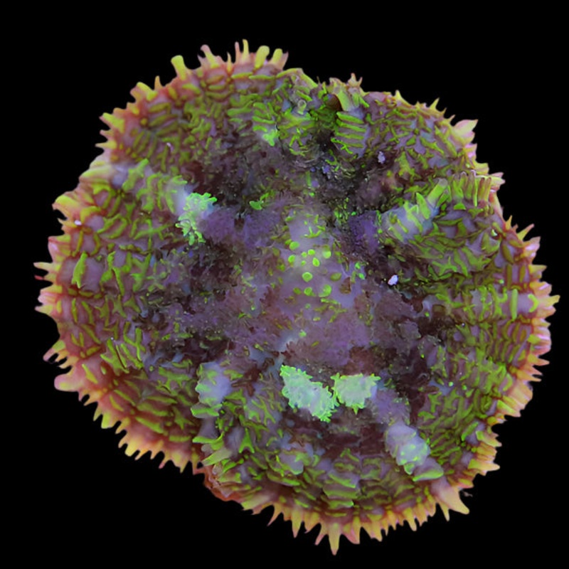 Green Rhodactis Mushroom One Polyp