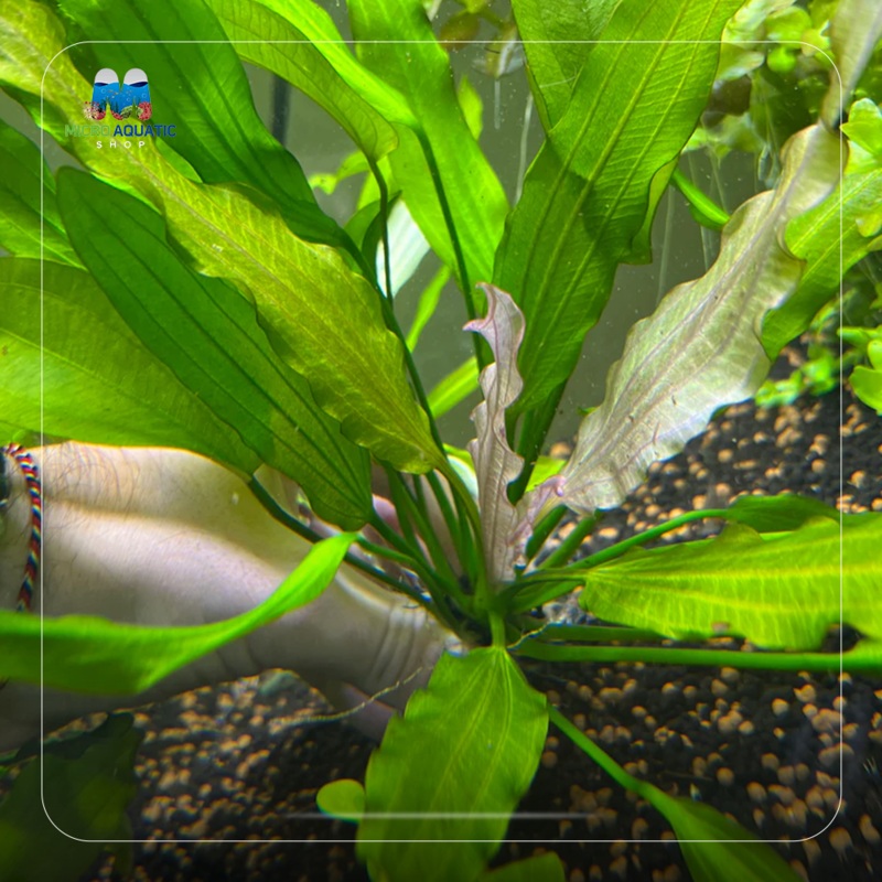 Low Tech Rare- Echinodorus amazon ‘White Flame  1 plant 6-8 leaves