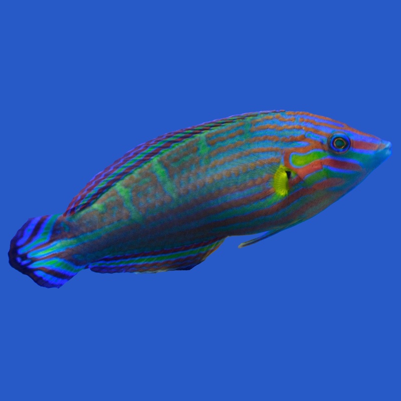 Melanurus Wardy Wrasse Small (under 2 inch)