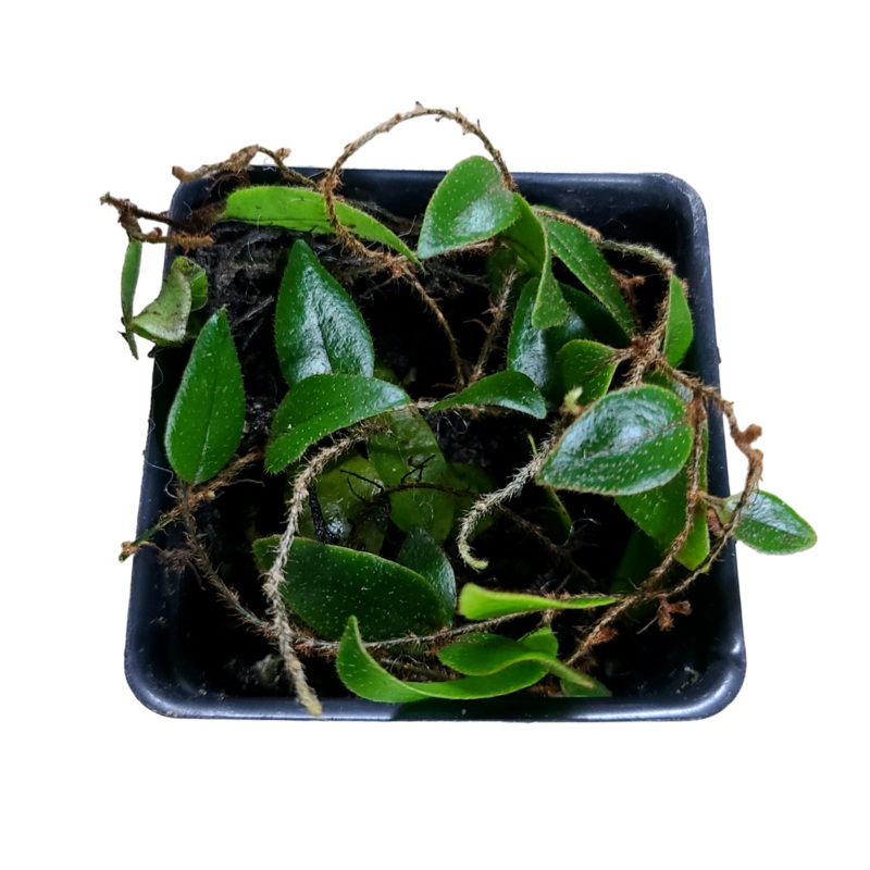 Microgramma cf. reptans #6 8-12 leaf cutting