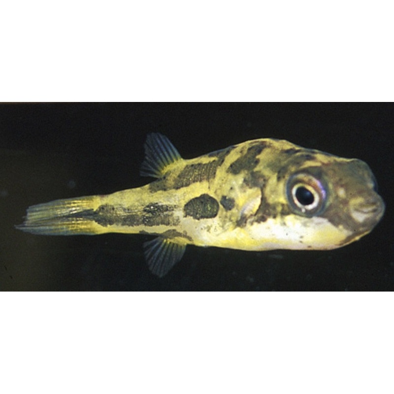Pea Puffer