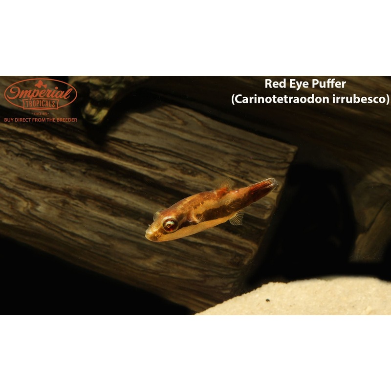 Red Eye Puffer 1-2 Unsexed