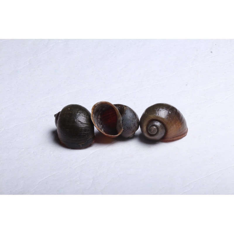 Tanganyikan Breeding Shells 3 Shells