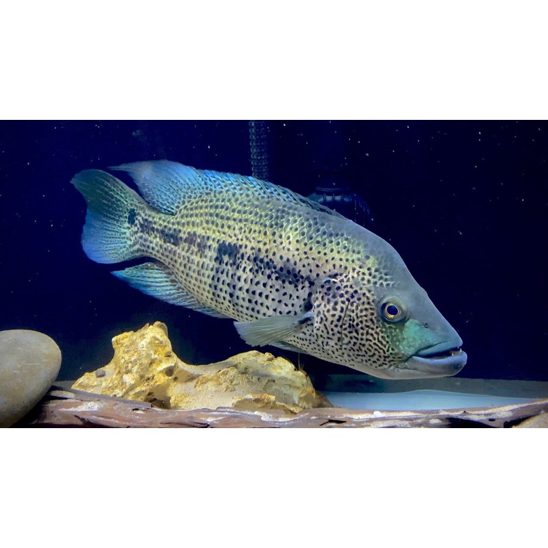 Wolf Cichlid 1-2 Unsexed