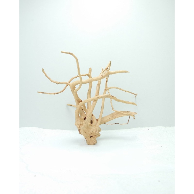Wood Root – Medium / 31-40CM / box