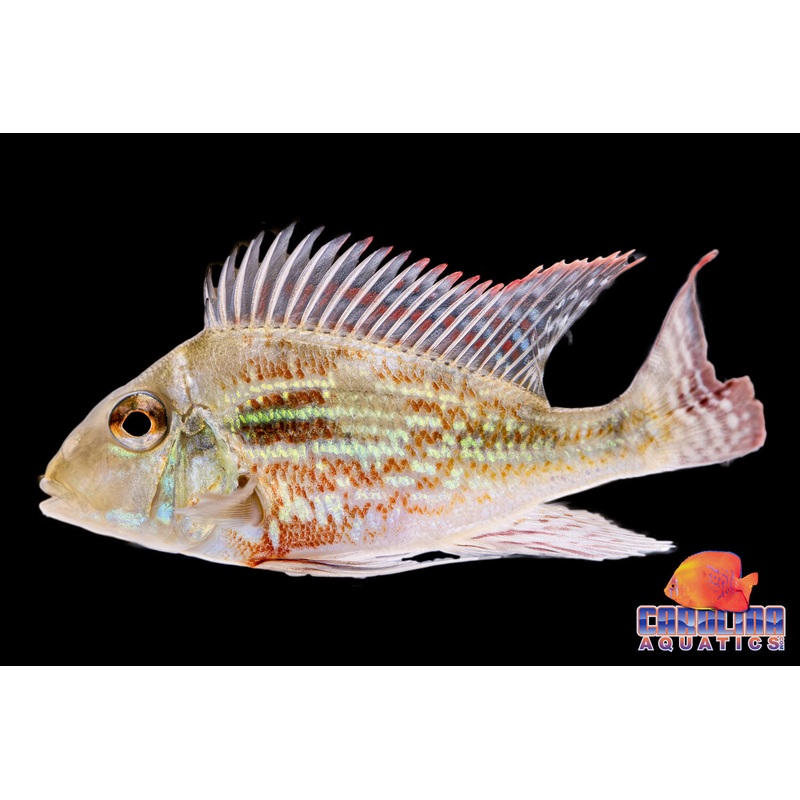 Cichlid – Eartheater Sveni Rio Parana 2.5-3in