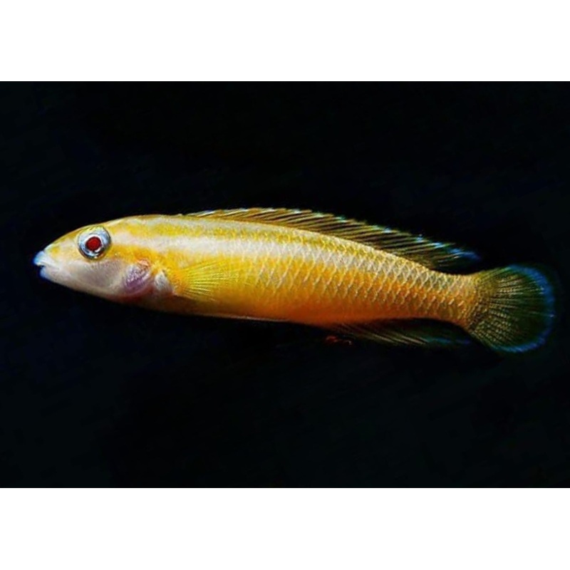 Julidochromis Ornatus Albino 2-4cm