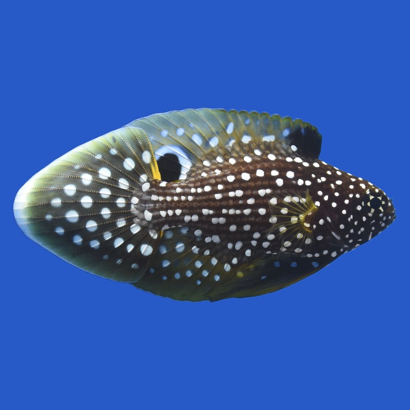 Marine Betta Small (under 3 inch)