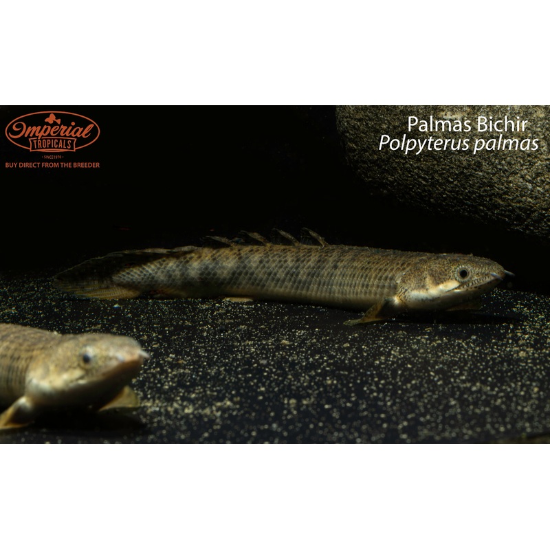 Palmas Bichir 5-6″ Unsexed