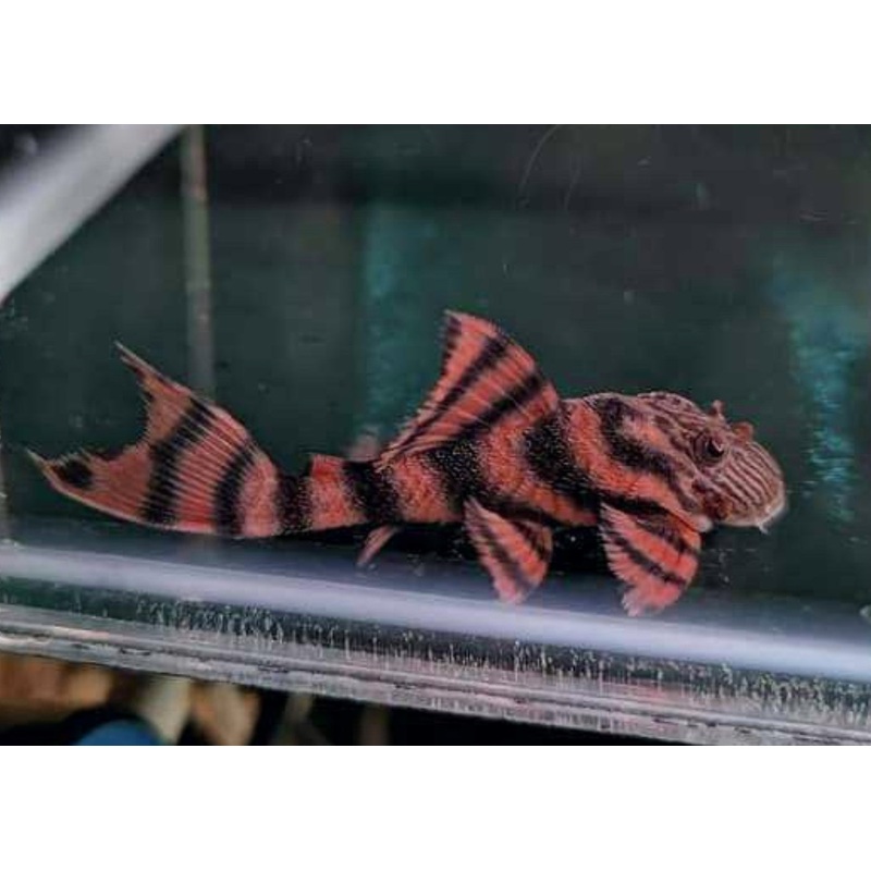 Panaqolus sp. L397 – Alenquer Tiger Pleco 3-4cm