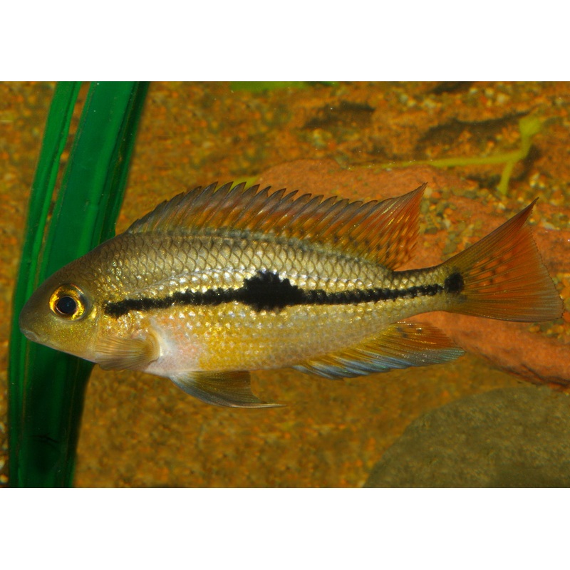 Parrot Cichlid – Nicaraguan 4-6cm