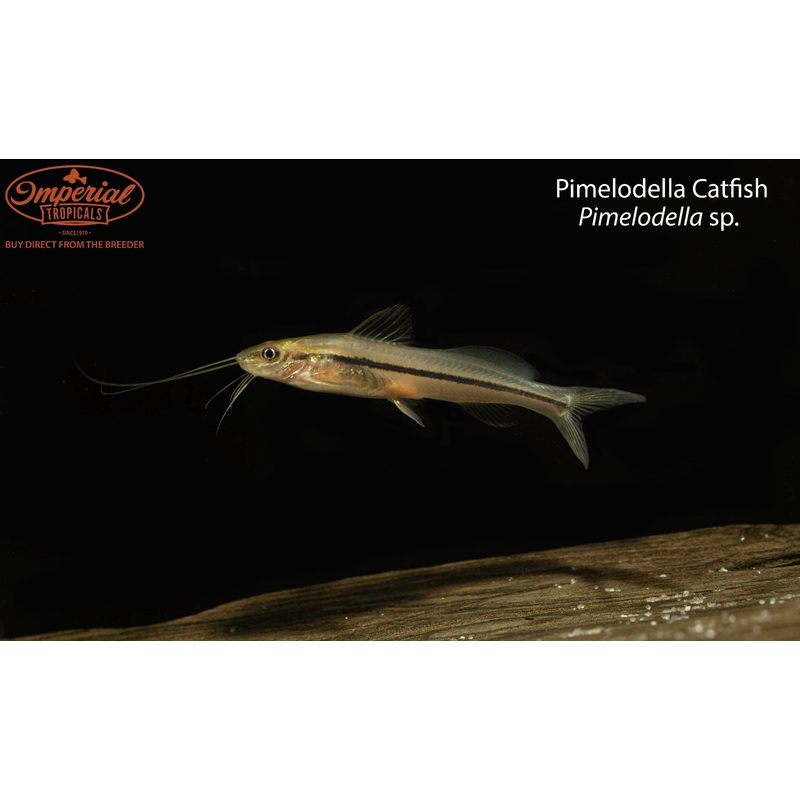 Pimelodella Catfish (Pimelodella sp.) 2-3″ Unsexed