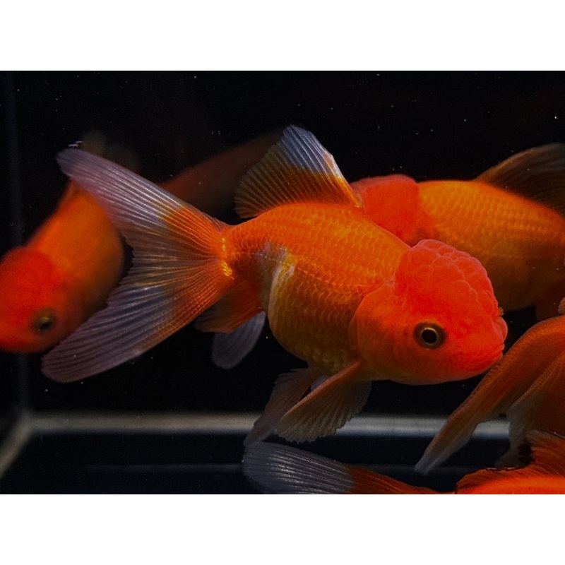 Red Oranda Goldfish – 3″