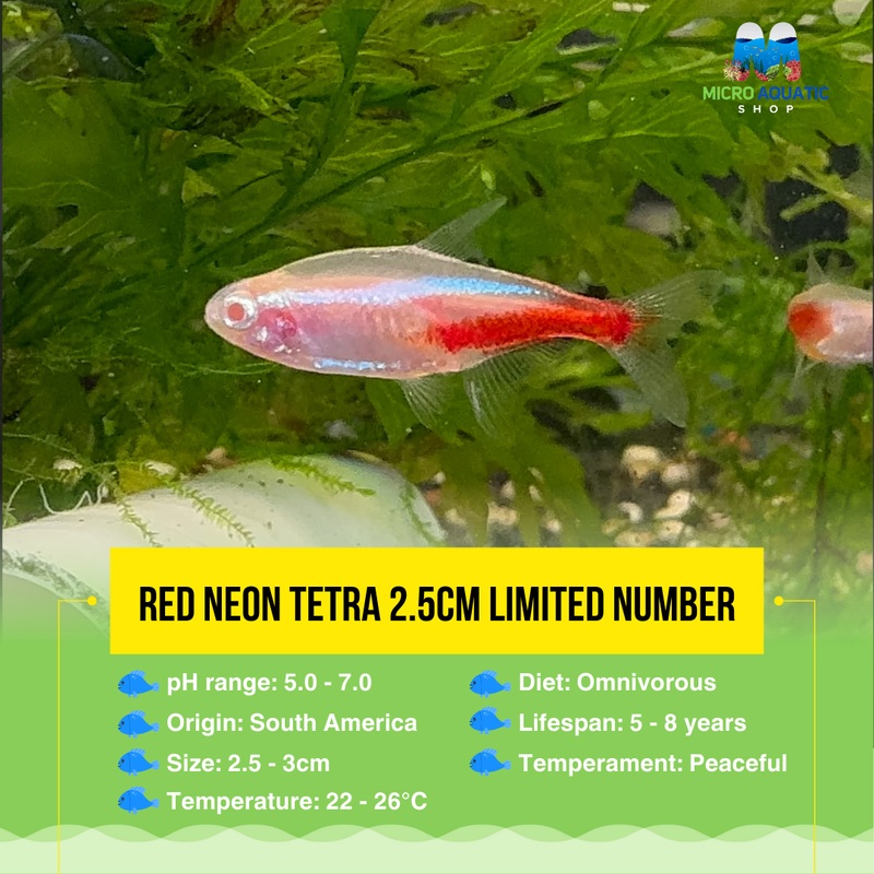 Tetra – Red Eyes Neon 2.5cm 1 tetra