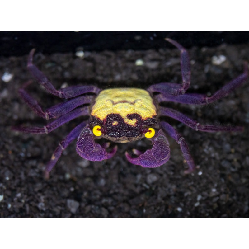 Vampire Crab (Geosesarma dennerle) 1 Male / Female Pair