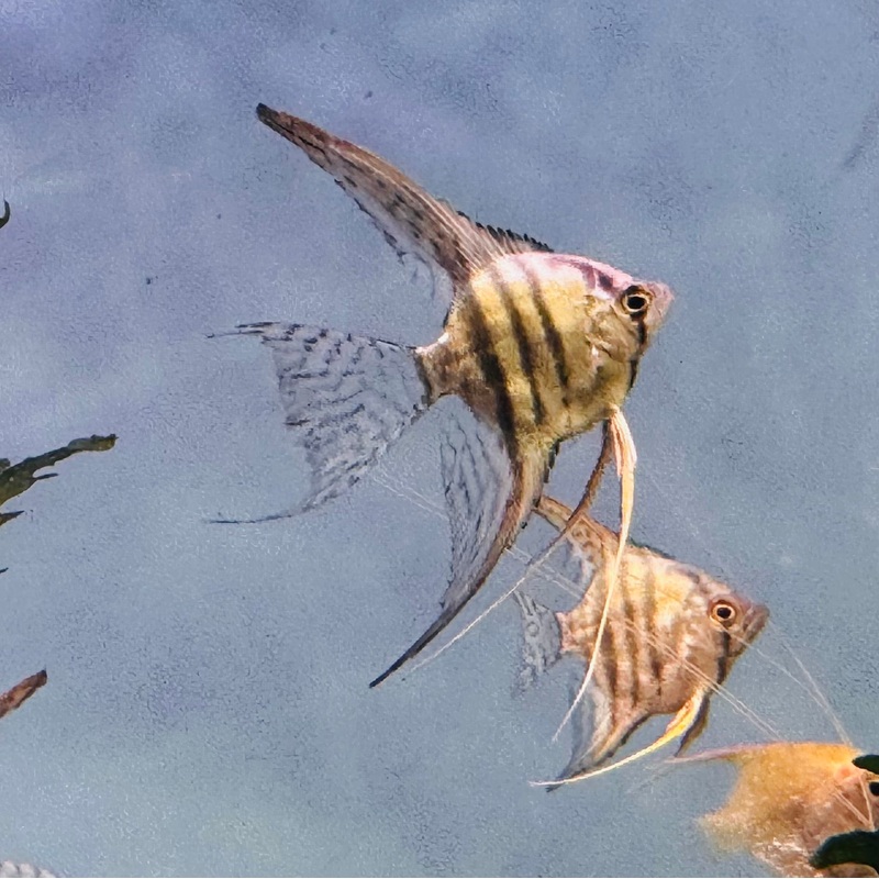 Angel Fish – Blue Saphire Veiltail 4cm 1 Fish