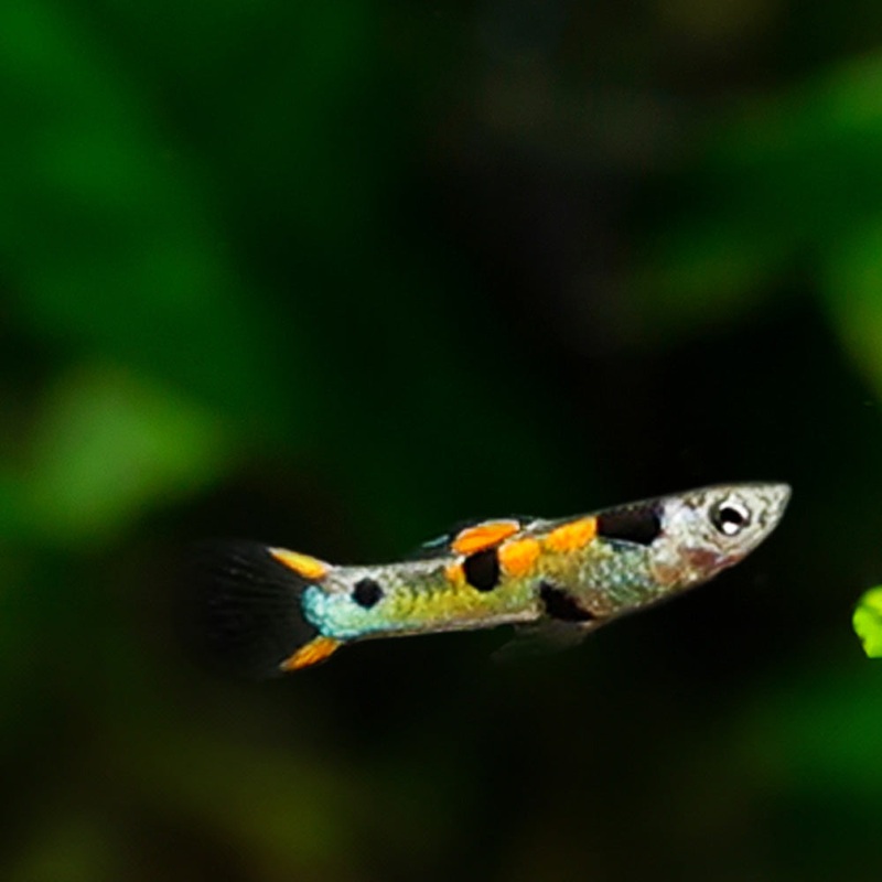 Green Hornet Endler Imported Male