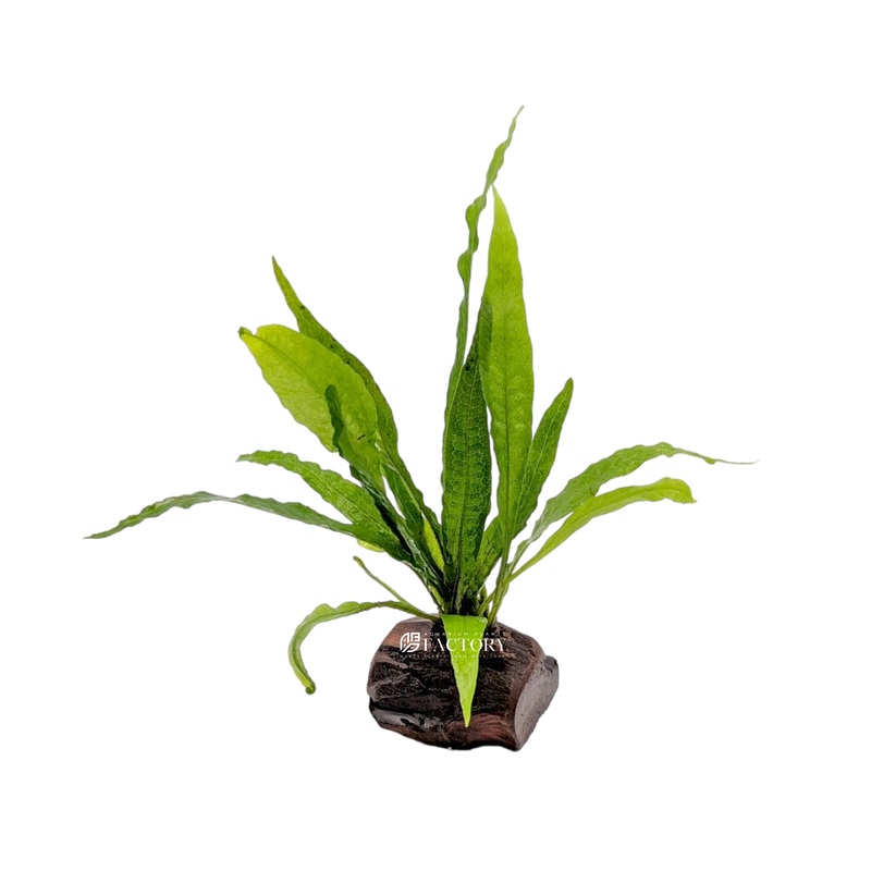 Java Fern on Driftwood