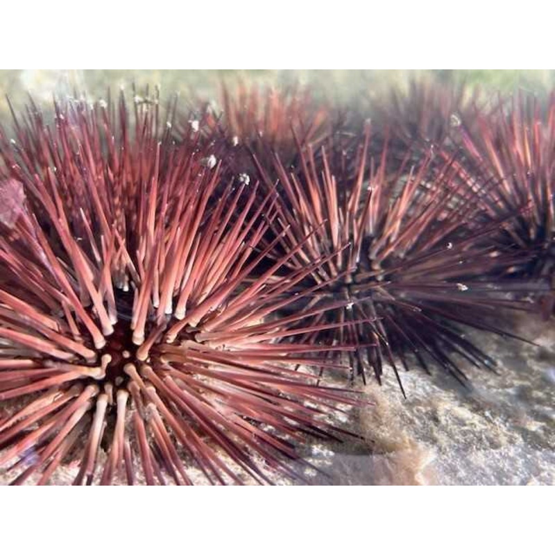 Purple Urchin Single