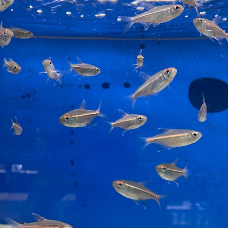 Watermelon Tetra (3 Pack) 1-1.5″ Unsexed
