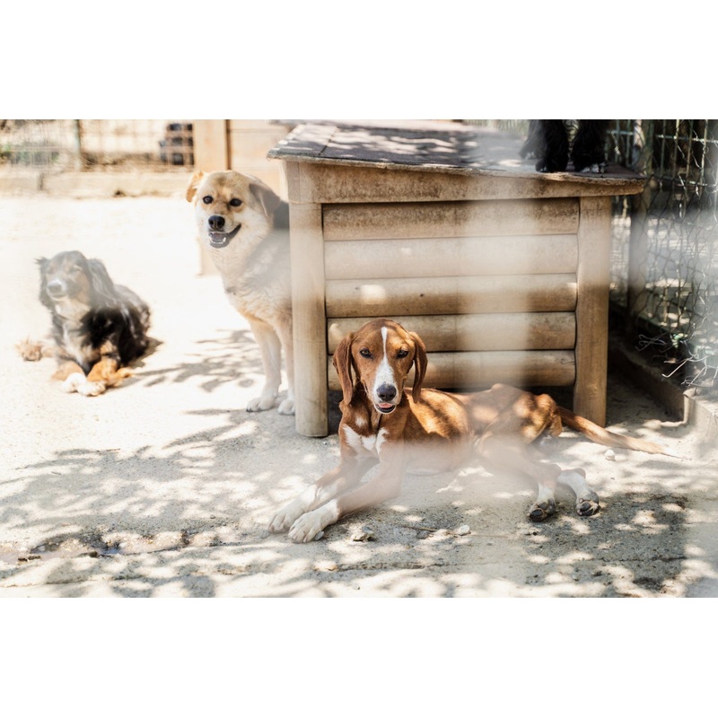Donate Meals for Shelter and Rescue Dogs in Need