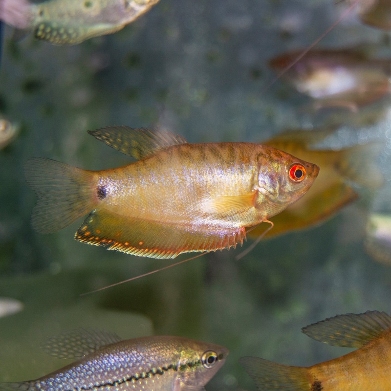 Gourami – Gold