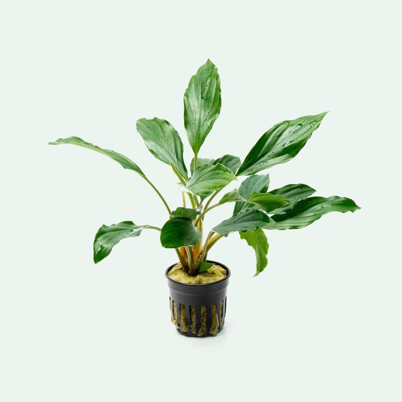 Homalomena Broad Cuneate (Red Stem)