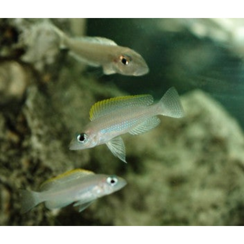 Neolamprologous Caudopunctatus (4 for $30) 4-6cm