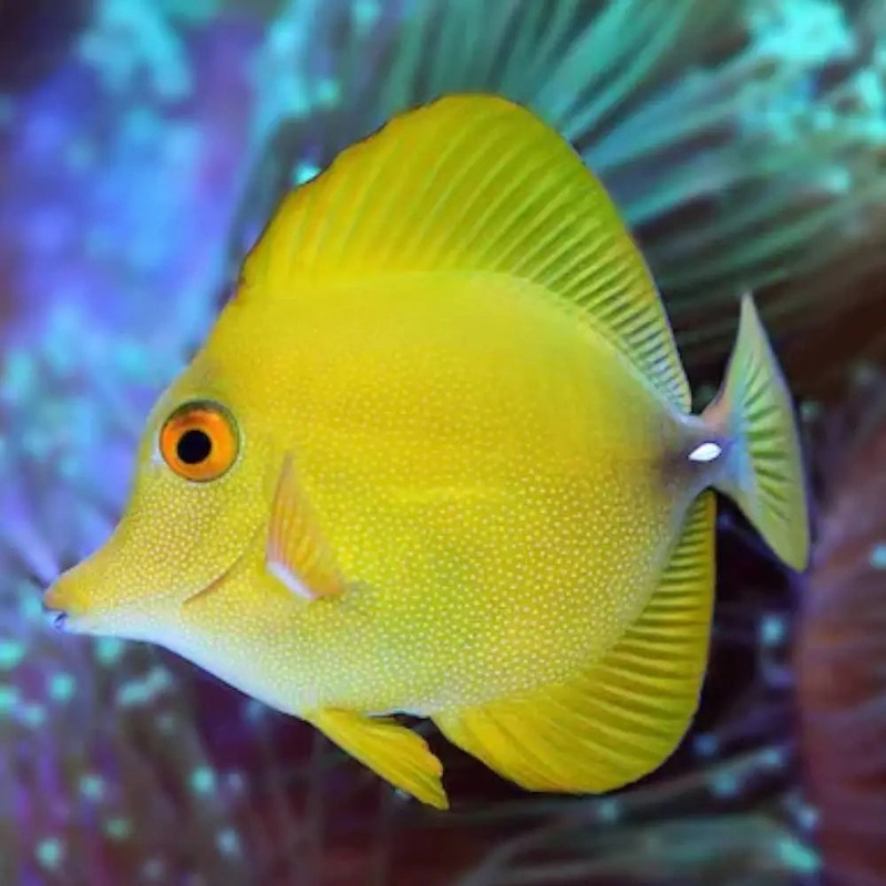 Premium Yellow Scopas Tang Large