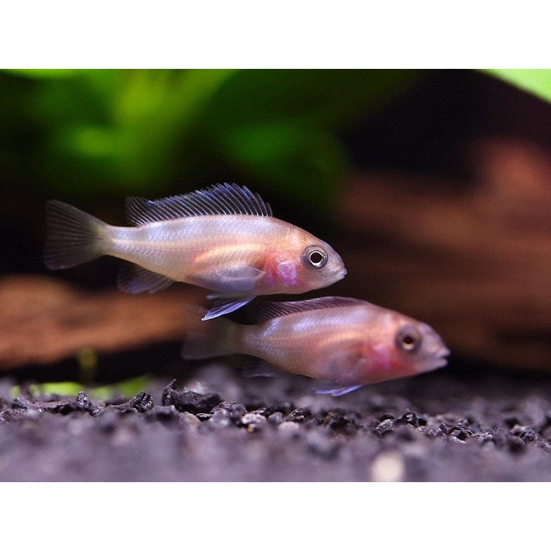 Red Widow Frontosa (Cyphotilapia frontosa ‘Red Widow’)  Tank Bred 1 Fish