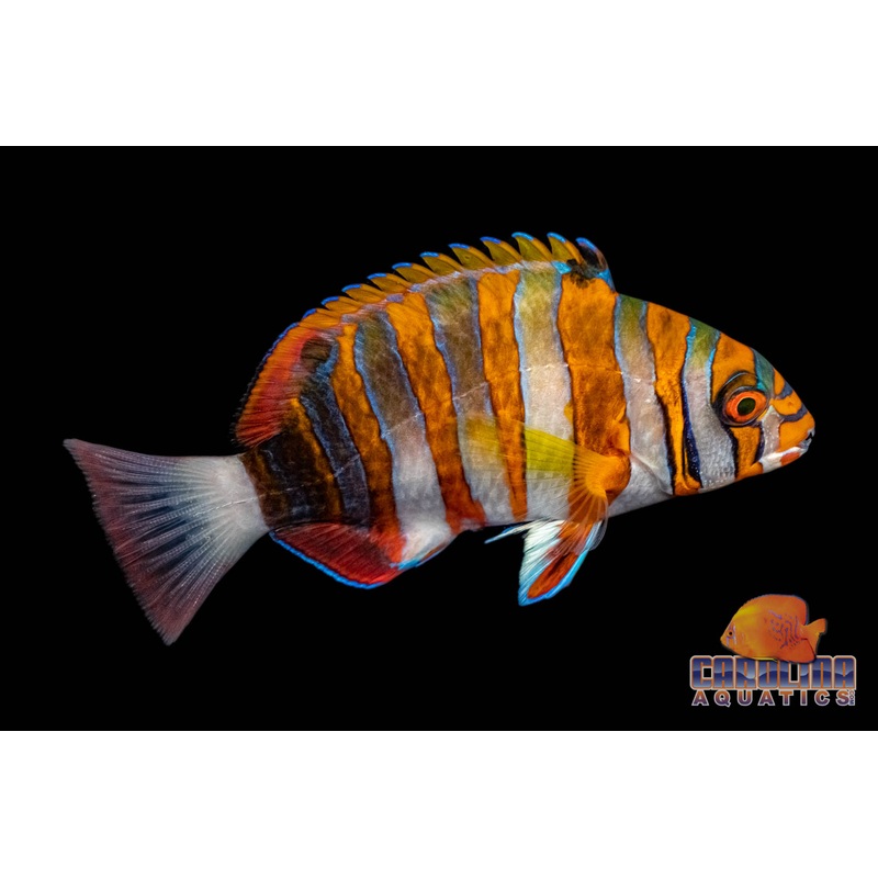 Tusk – Harlequin Sm