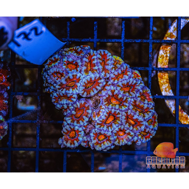 WYSIWYG 172 Acan
