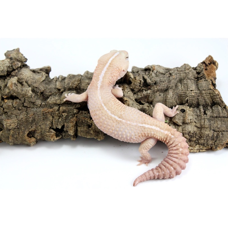 Amel Striped Fat Tail Gecko