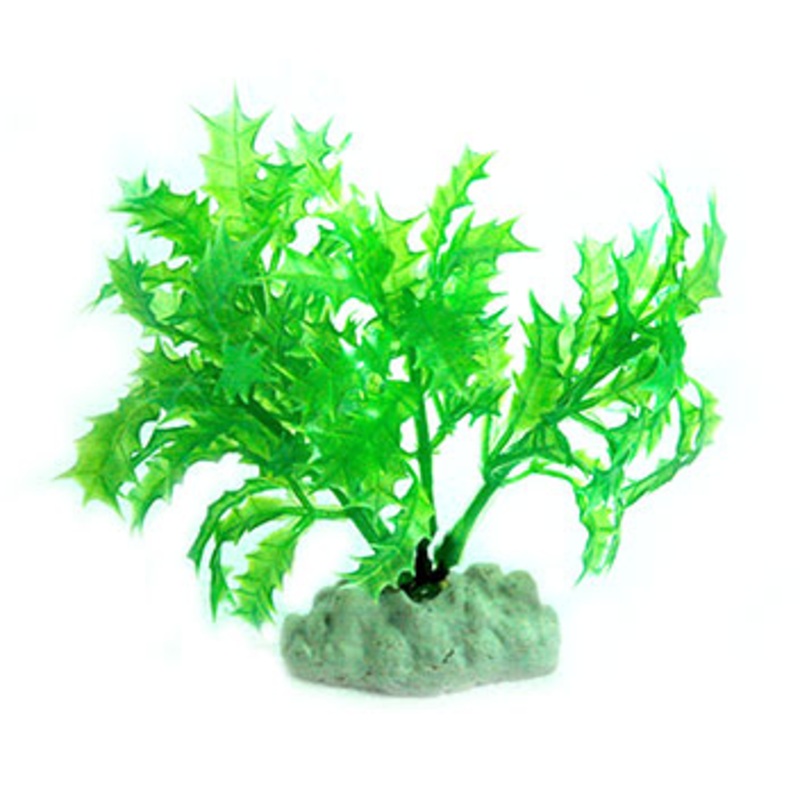AquarWorld Green Holly 10cm