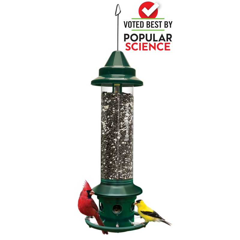 Brome Squirrel Buster Plus