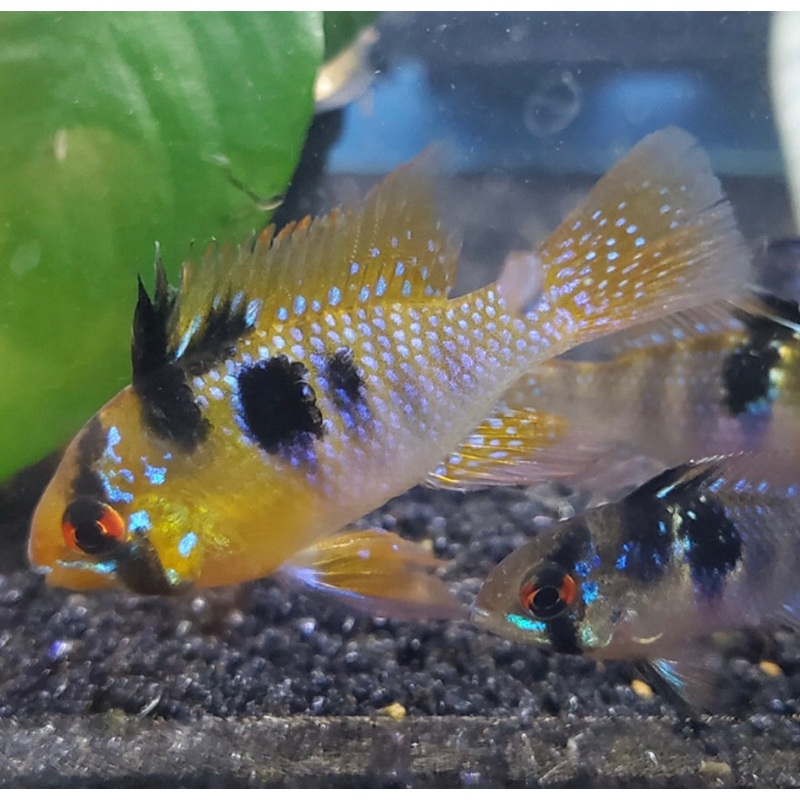 German Blue Ram