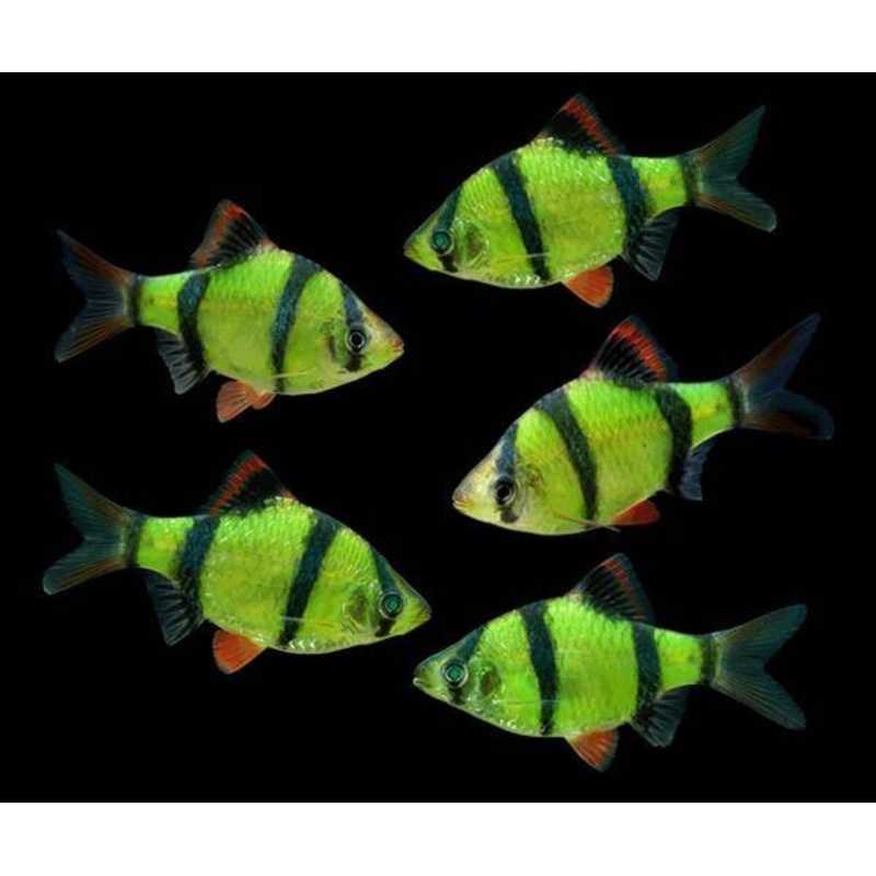 GloFish – Barb Tiger Electric Green