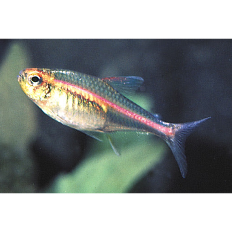 Glowlite Tetra