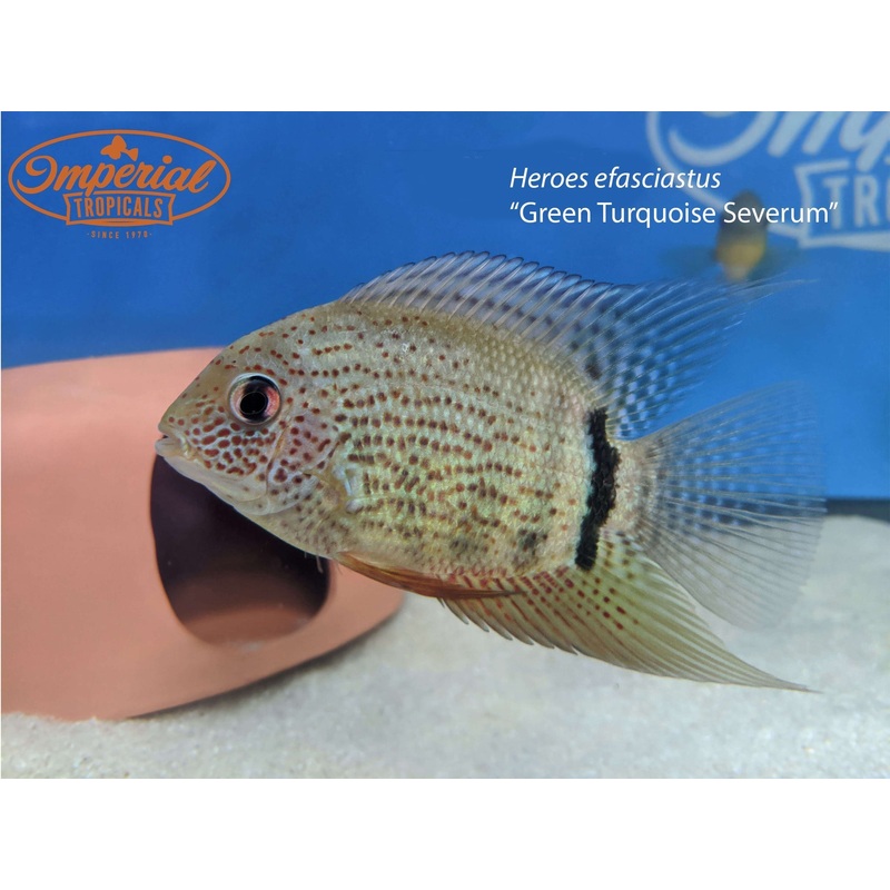 Green Turquoise Severum 1-2 Unsexed