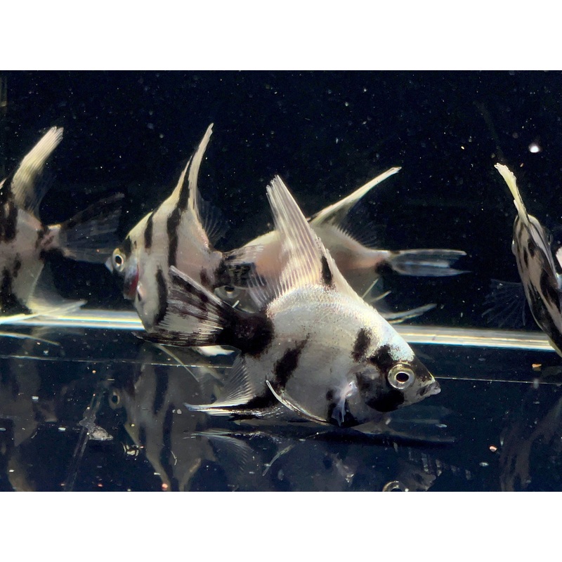 Light Marble Angelfish