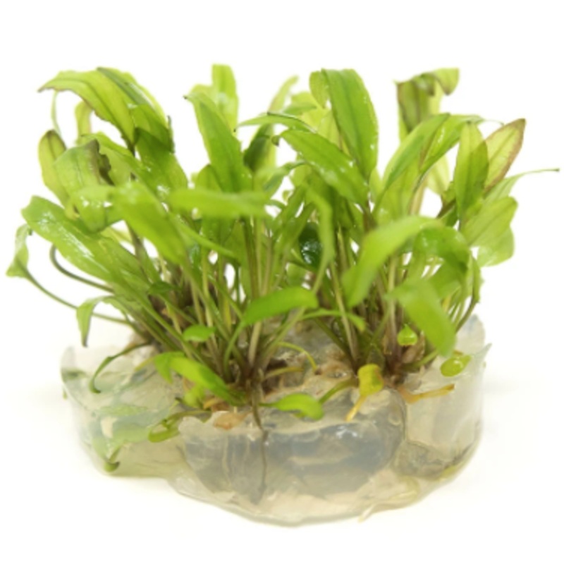 ORIENTAL TC (Cryptocorynes wendtii green / C3489)