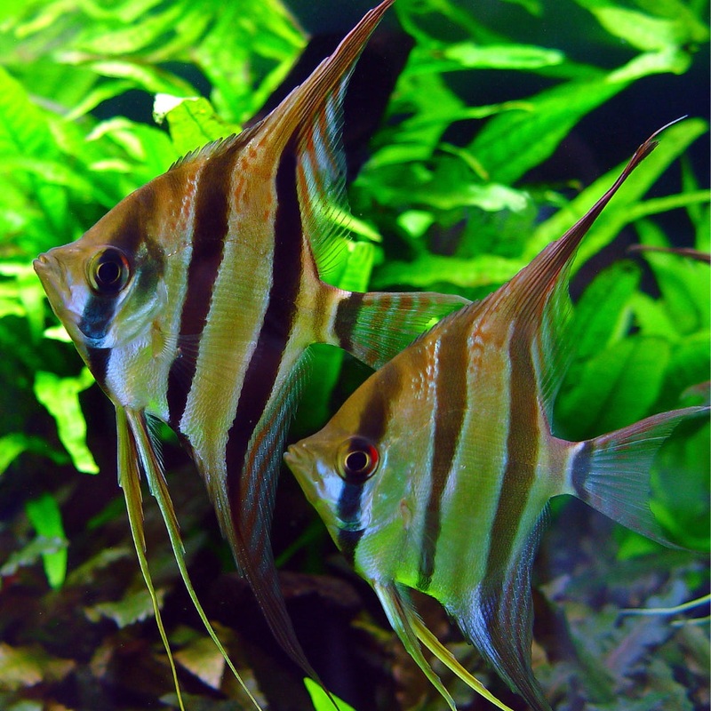 Orinoco Altum Angel Wild 3-4cm