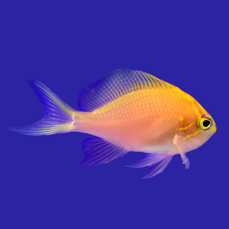 Sunburst Anthias Small (under 2 inch)