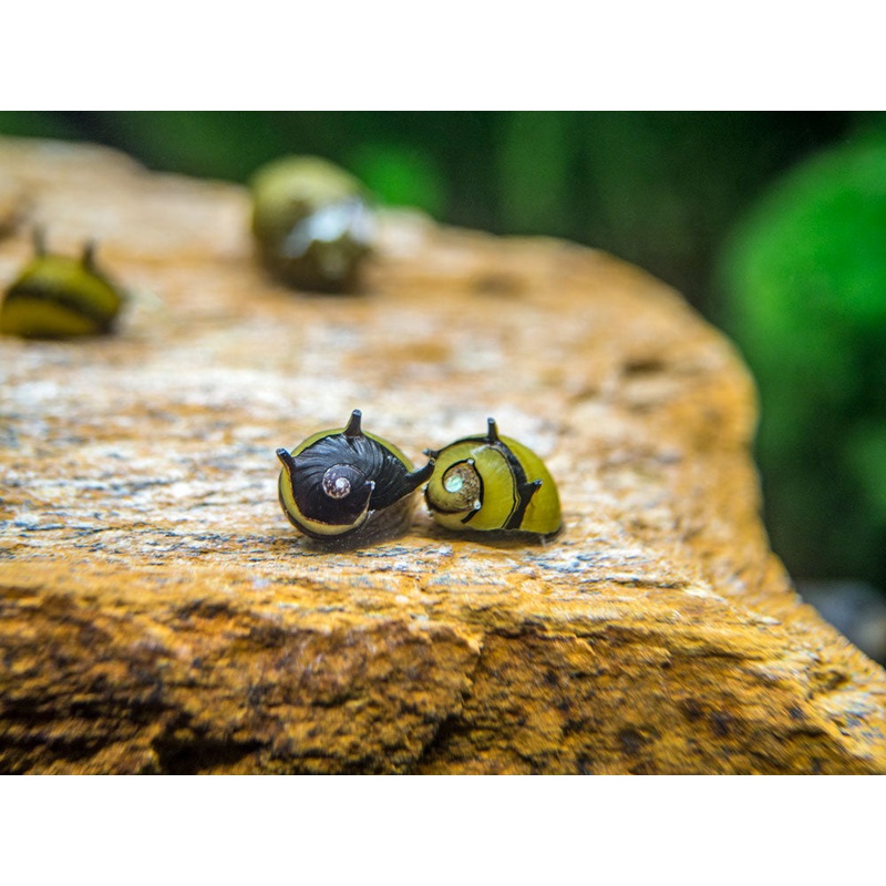 Zebra Thorn/Horn Nerite Snails (Clithon corona/diadema) 1 Snail