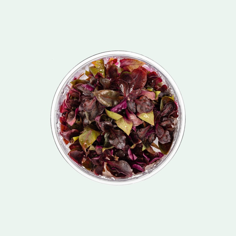 Alternanthera Reineckii Rosanervig UNS Tissue Culture