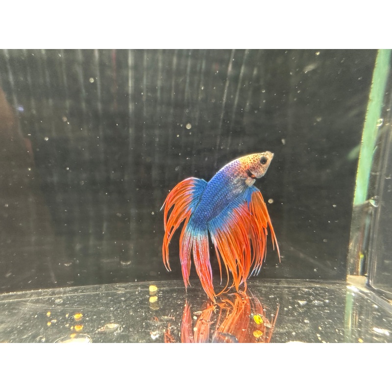 American Flag Betta Male