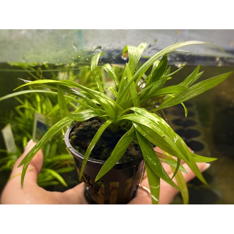 Chain Sword – Potted Plant