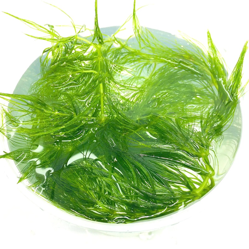 Floating Plants #5 (Hornwort / Bag)